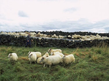THIS YEAR'S ROUNDUP BEGAN IN LATE AUGUST WITH ABOUT 2,000 SHEEP NEAR LAKE MYVATN IN NORTHEAST ICELAND