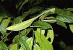 praymantis